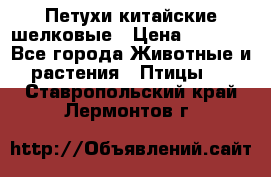 Петухи китайские шелковые › Цена ­ 1 000 - Все города Животные и растения » Птицы   . Ставропольский край,Лермонтов г.